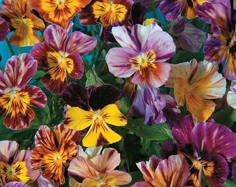 Pansy Brush stroke viola Heirloom seeds 25