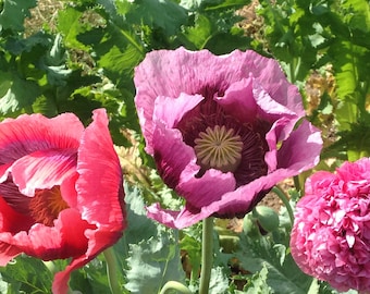 Poppy Carnation French Flounce Heirloom seeds 20