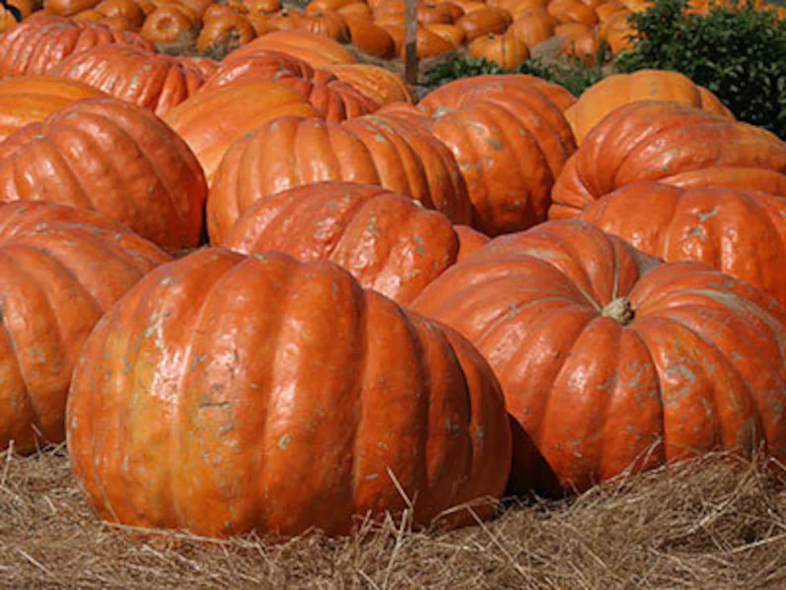 Тыква кормовая семена. Кормовые сорта тыквы. Тыква сорт сибель. Кормовая тыква для животных сорта. Тыквенные овощи.