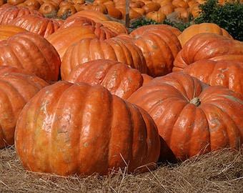 Pumpkin Dill’s Atlantic giant pumpkin seeds 5