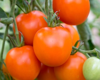 Tomaten apricot Zebra Erbstück Samen 15