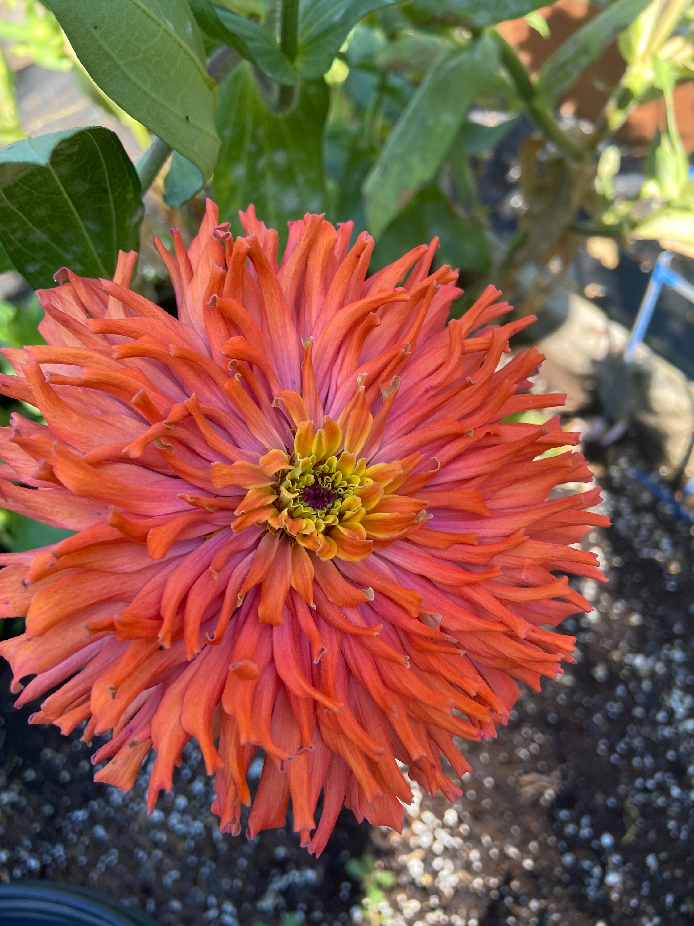 Zinnia Taklls Choice Heirloom Flower Seed 25 Etsy