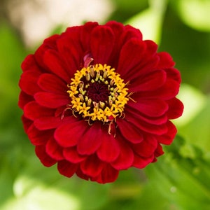 Zinnia  zinderella Cherry Queen   heirloom flower seeds 100
