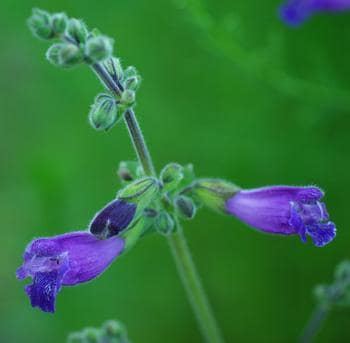 Dan Shen Gansu Sage ( Salvia Przewalskii seed 10