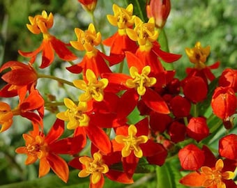 Milkweed Bloodflower heirloom flower seeds 25