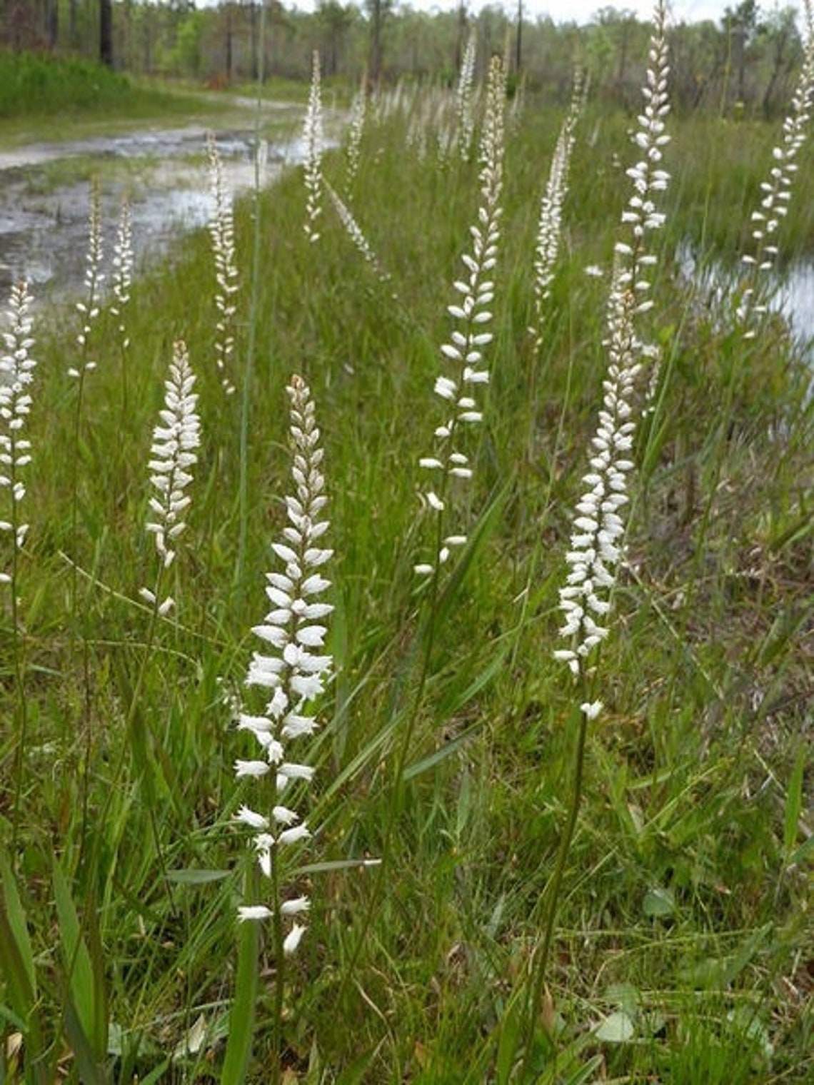 Unicorn true medical herb seed 10 Etsy