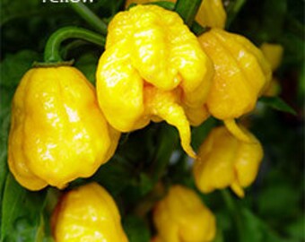 Pepper Carolina reaper yellow pepper seeds 10