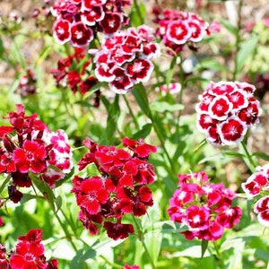 Dianthus Sweet Williams tall Double mix, heirloom seed 100