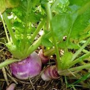 Purple Top Turnip Seed 50 Heirloom Root Vegetable 100 count image 4