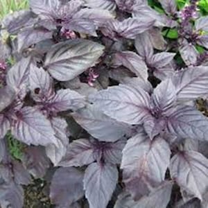 Basil Charamel Chiant seeds 50