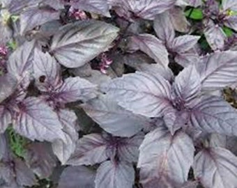 Basil Charamel Chiant seeds 50