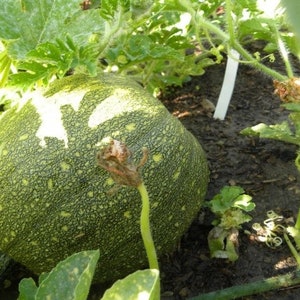 Squash Amish pie  seeds 20