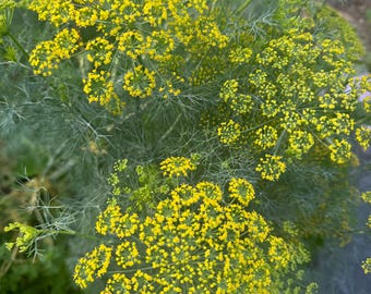 May include: A close-up of a dill plant with multiple clusters of small yellow flowers. The plant has delicate, feathery green leaves.