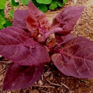 Atriplex Red Plume Heirloom Seeds 50