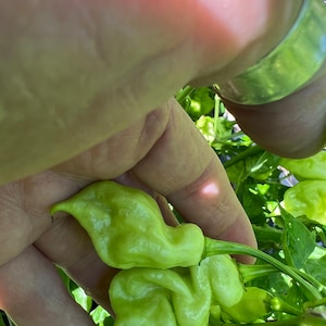 Pepper Jay’s ghost, scorpion Hot Pepper seeds 10