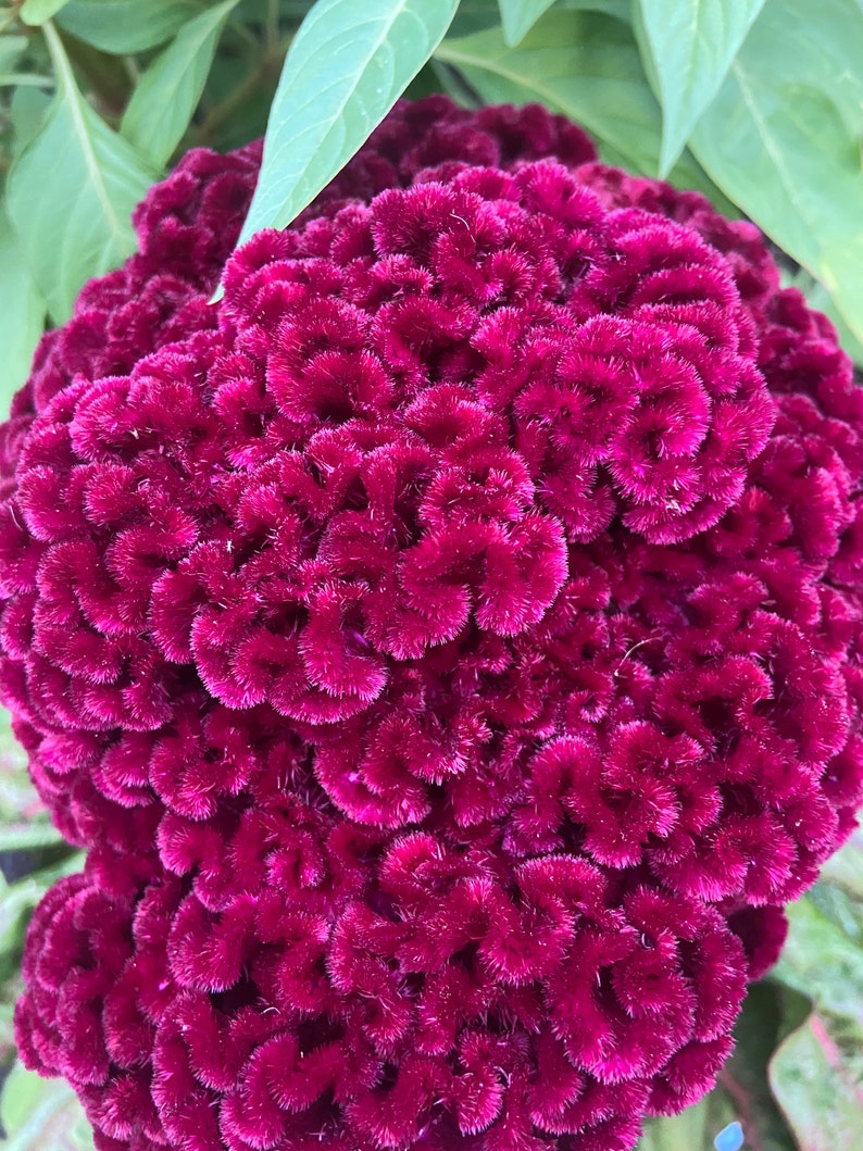 Celosia Giant Indiana Heirloom Seeds 25 Etsy