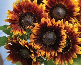 Sunflower Shock-o-lat Flower Seeds 25 - Etsy