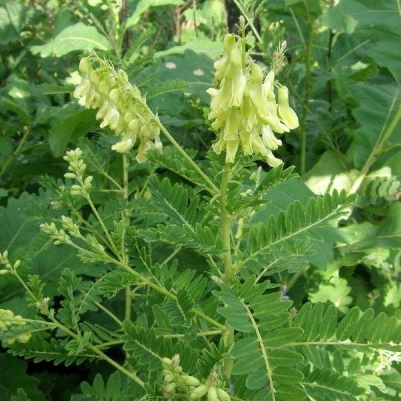 Astragalus Membranaceus organic  herb seed 20