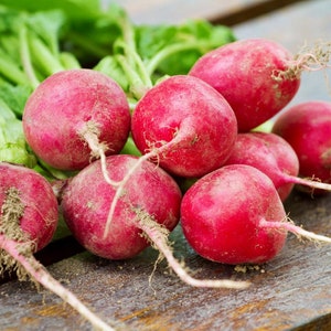 Radishes Red Meat seed 50