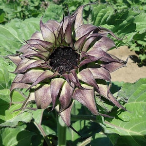 Sunflower sun-fill purple seeds 25