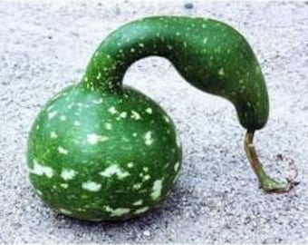 Gourd Swan gourds seeds 10