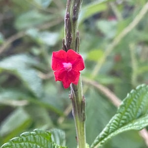 Vervain Darft Red False flower seed 20