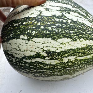 squash grönrandig Cushawfrön 25