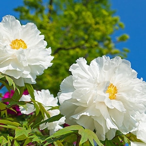 Peonies tree seed 5