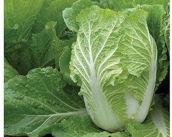 Cabbage Chinese Rubicon seeds 50