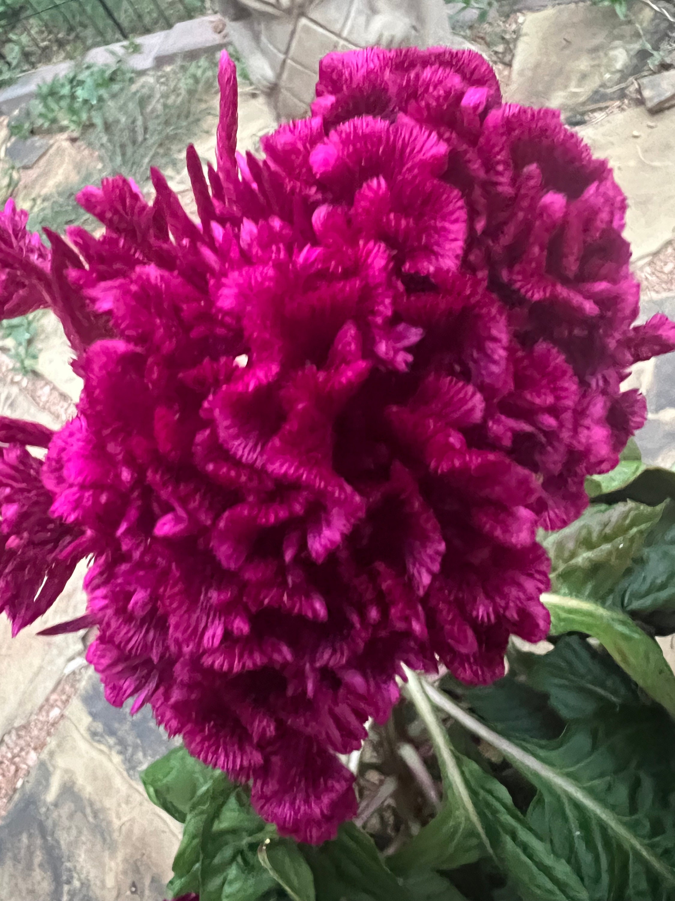 ケイトウドラキュラの花の種 50個 - Etsy 日本