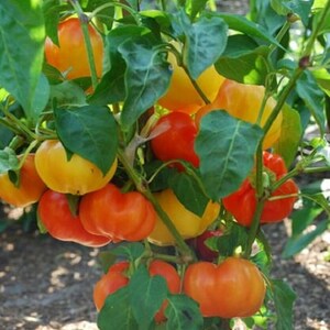 Op de afbeelding: Een close-up van een peperplant met een verscheidenheid aan rode en gele paprika's. De paprika's groeien aan een wijnstok en worden omringd door groene bladeren.