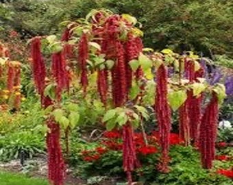 Semillas de flores sangrantes de Amaranto Love-Lies 100