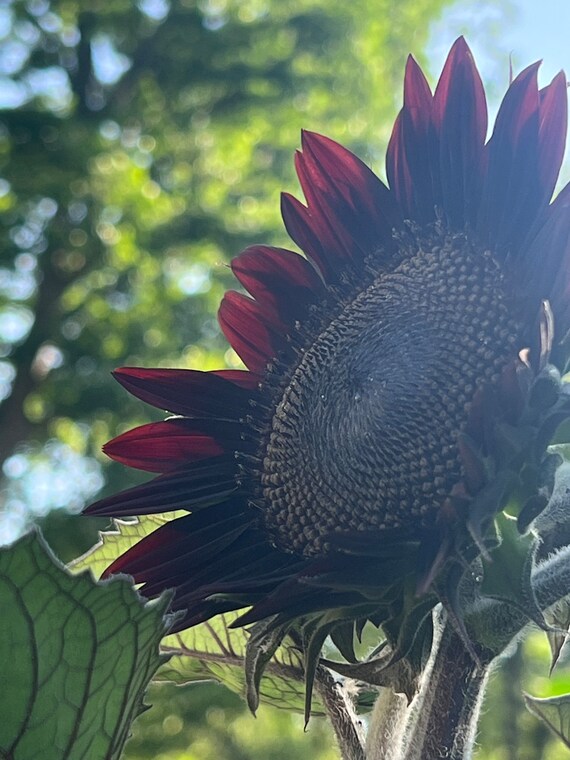 Sunflower Shock-o-lat Flower Seeds 25 - Etsy