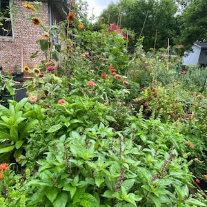 Op de afbeelding: Een weelderige groene tuin met een verscheidenheid aan planten, waaronder zonnebloemen, zinnias en basilicum. De tuin bevindt zich in een achtertuin met een huis op de achtergrond.
