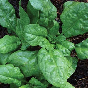 spinach America Heirloom seeds 200