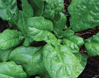 Spinat Amerika Heirloom samen 200