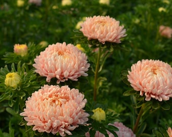 Aster king size apricot seeds 50