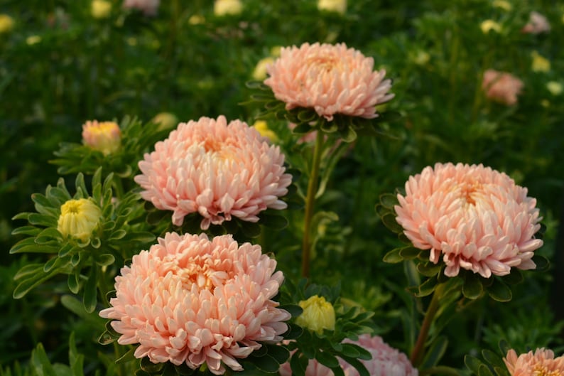 Aster king size apricot seeds 20 Etsy