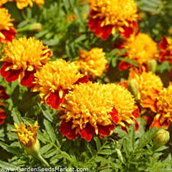 Marigold orange flame seeds 25