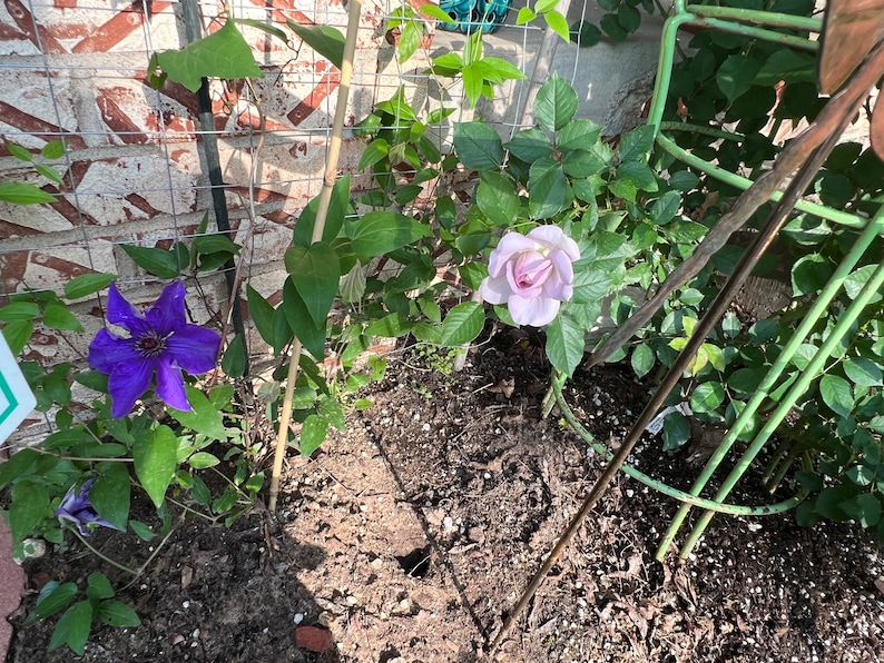 TattooGardener Clematis Jackmanii - Thumbnail 5