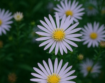 Graines de fleurs d'aster de la Nouvelle-Angleterre 30 vivaces pollinisateurs
