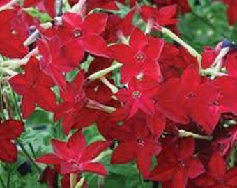 Nicotiana hummingbird red seeds 25