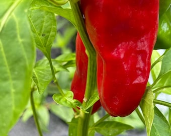 Pepper Hungarian paprika szegedi seeds 10