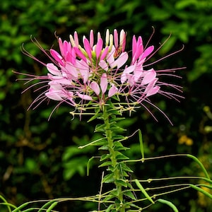 Cleome Spider flower   seed 25