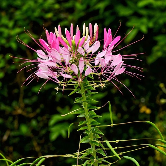 Cleome Spider Flower Seed 25 Etsy