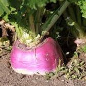 Purple Top Turnip Seed 50 Heirloom Root Vegetable 100 count image 3