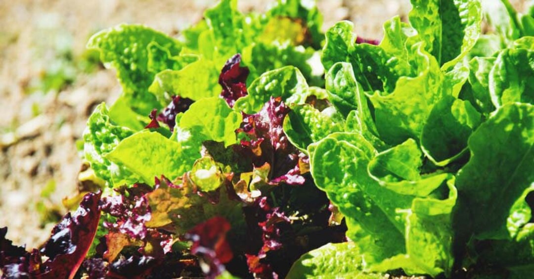 Lettuce Baby Mesclun Lettuces Cut and Come Again Seeds 50 Etsy