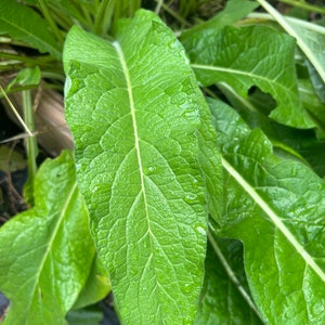 Comfrey organic fresh leaves 5-11-20 Herbal Remedy