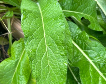 Comfrey fresh leaves 4 total