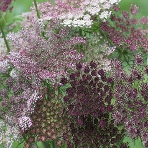 Caucus carota Dara Ammi semillas 50 no WA